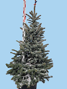 S-05 Ель голубая колючая Super Blue Seedling