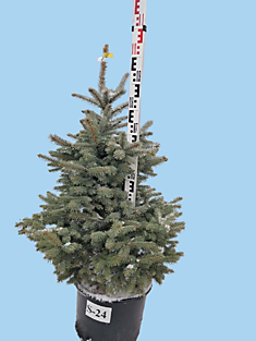 S-24 Ель голубая колючая Super Blue Seedling