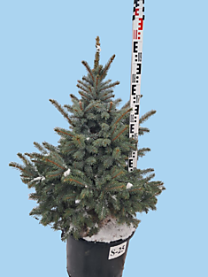 S-25 Ель голубая колючая Super Blue Seedling