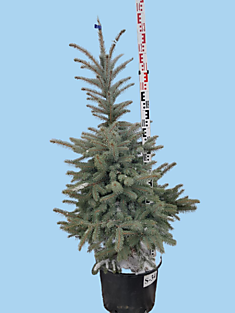 S-34 Ель голубая колючая Super Blue Seedling