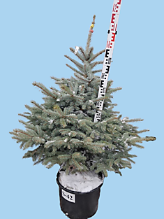 S-42 Ель голубая колючая Super Blue Seedling
