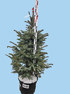 S-43 Ель голубая колючая Super Blue Seedling