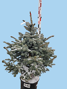 S-44 Ель голубая колючая Super Blue Seedling